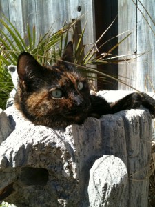 jessie, enjoying some time in the sun